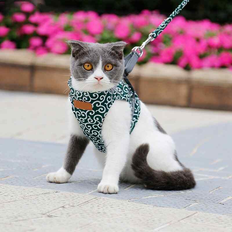 PetMo™ Cat Harness